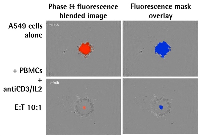 96-well 3D immune cell killing assay workflow