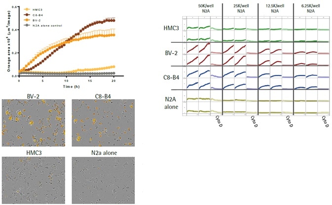 Kinetic Analysis of Microglial Function and Morphology