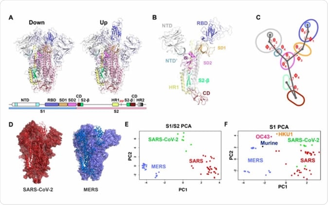 Vector based analysis of the β-CoV S-protein demonstrates remarkable variability in S-protein conformation within ‘up’ and ‘down’ states between CoV strains. A) Cartoon representations of the ‘down’ (upper left) and ‘up’ (upper right) state structures colored according to the specified domains (lower). B) A single protomer of the β-CoV S-protein with labeled domains. C) A simplified diagram of the β-CoV S-protein depicting the centroids and vectors connecting them with the determine angles (�) and dihedrals (ɸ) labeled. D) The SARS-2 (left; red) and MERS (right; blue) structures each with a single protomer depicted in a cartoon representation and the remaining two in a surface representation. E) Principal components analysis of the SARS, SARS-2, and MERS protomers including measures between S1 and S2 domains. F) Principal components analysis of the SARS, SARS-2, MERS, HKU1, and Murine CoV protomers including measures only between S1 domains.