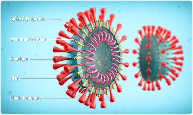 Labelled diagram of SARS-CoV-2 showing spike glycoprotein, membrane protein, envelope, RNA. Credit: lmt3d / Shutterstock