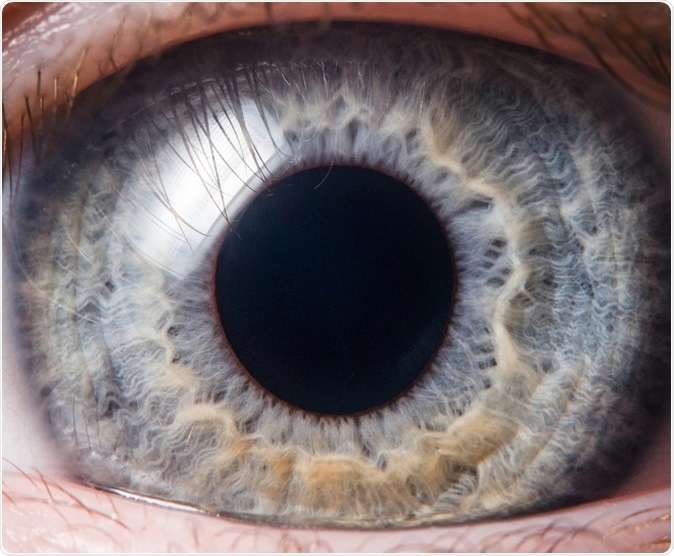 ACE2 and TMPRSS2 are expressed on the human ocular surface, suggesting susceptibility to SARS-CoV-2 infection. Image Credit: photoJS / Shutterstock