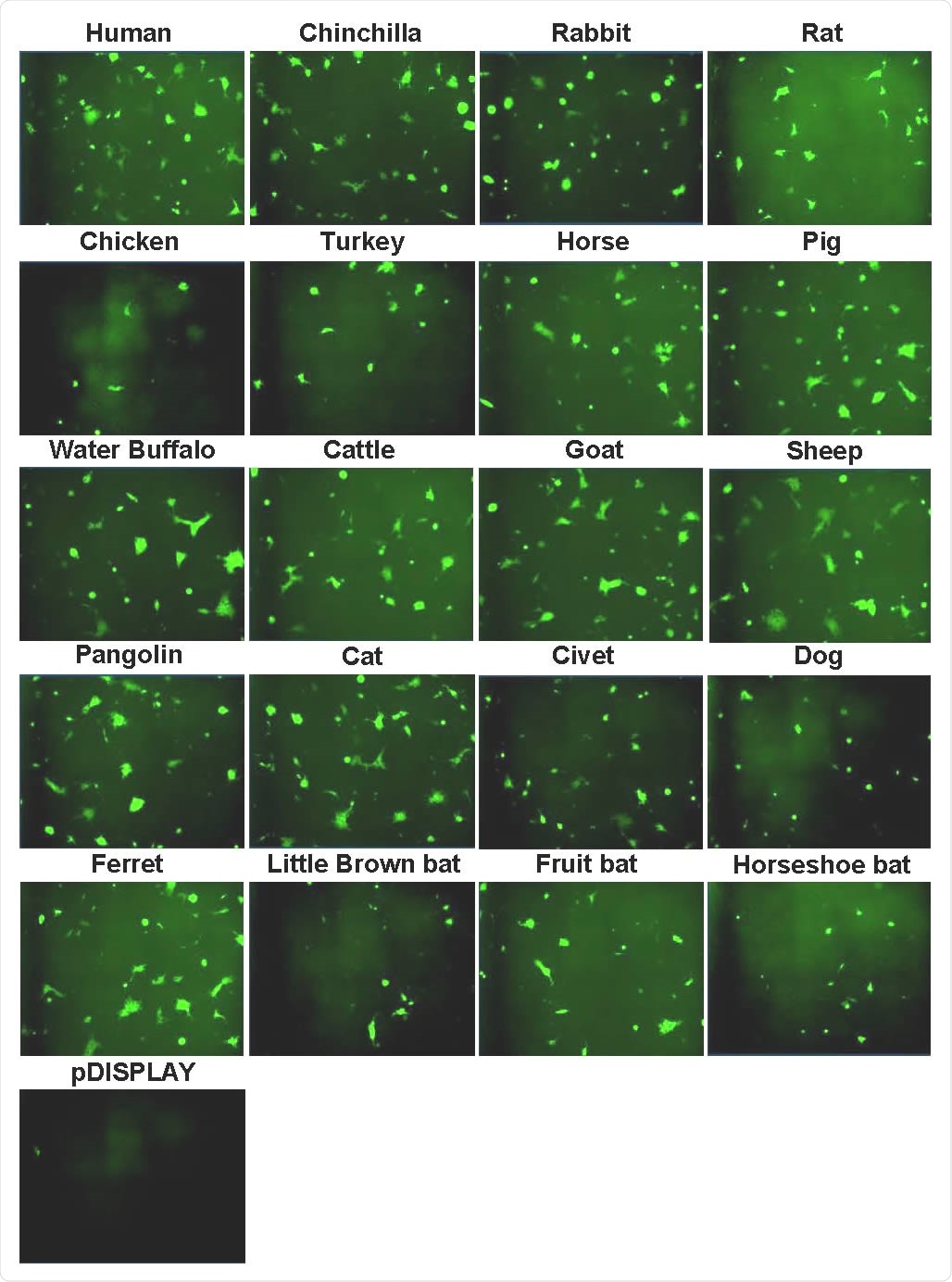 Syncytia formation following SARS-CoV-2 Spike expression. Effector cells expressing half of a split luciferase-GFP reporter and SARS-CoV-2 Spike were mixed with target cells expressing ACE2 proteins from the indicated hosts and the corresponding half of the reporter (see Methods). A vector only control was also included (pDISPLAY). Representative micrographs of GFP-positive syncytia formed following co-culturing are shown. Images were captured using an Incucyte live cell imager (Sartorius).