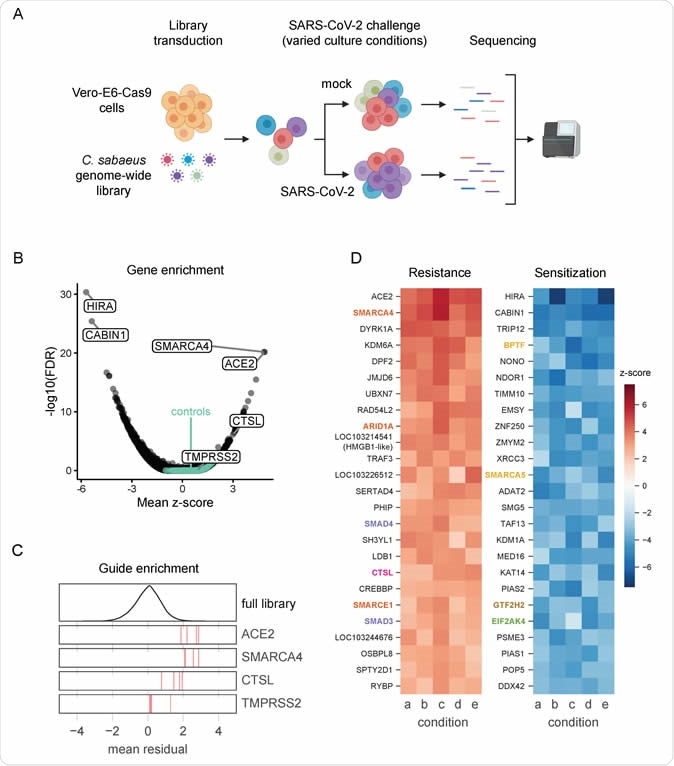 Genome-wide CRISPR screen identifies genes critical for SARS-CoV-2-induced cell death. (A) Schematic of pooled screen. Vero-E6 cells expressing Cas9 were transduced with the genome-wide C. sabaeus library via lentivirus. The transduced cell population then either received a mock treatment or was challenged with SARS-CoV-2 under various culture conditions. Surviving cells from each condition were isolated and the sgRNA sequences were amplified by PCR and sequenced. (B) Volcano plot showing top genes conferring resistance and sensitivity to SARS-CoV-2. The gene-level z-score and -log10(FDR) were both calculated using the mean of the five Cas9-v2 conditions. Non-targeting control sgRNAs were randomly grouped into sets of 4 to serve as “dummy” genes and are shown in green. (C) Performance of individual guide RNAs targeting ACE2, SMARCA4, CTSL, and TMPRSS2. The mean residual across the five Cas9-v2 conditions is plotted for the full library (top) and for the 4 guide RNAs targeting each gene. (D) Heatmaps of the top 25 gene hits for resistance and sensitivity, ranked by mean z-score in the Cas9-v2 conditions.Genes that are included in one of the gene sets labeled in (Fig 2A) are colored accordingly. Condition a: Cas9v2 D5 2.5e6 Hi-MOI; b: Cas9v2 D5 5e6 Hi-MOI; c: Cas9v2 D2 5e6 Hi-MOI; d: Cas9v2 D10 5e6 Hi-MOI; e: Cas9v2 D5 2.5e6 Lo-MOI.