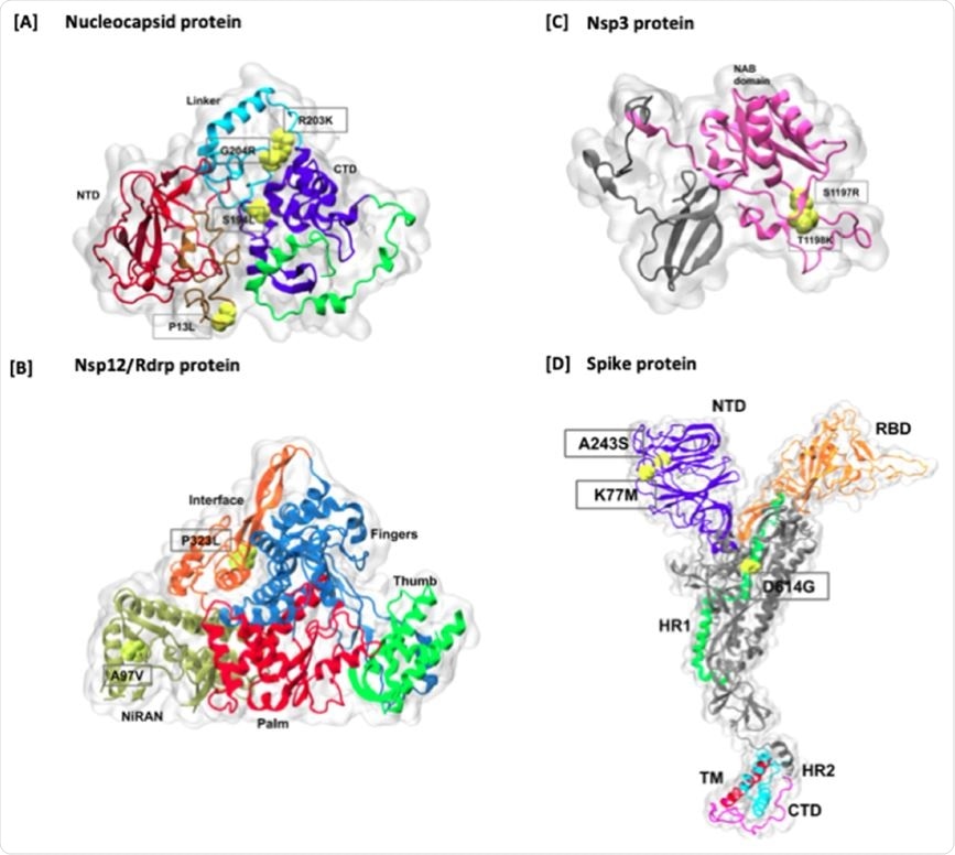 Mapping of higher frequency amino acid mutations on Nucelocapsid and Spike proteins. The mutations are marked in red color on the surface representation of each protein. In Spike protein, all the domains are highlighted in different colors, including NTD, RBD, HR1, Fusion peptide region, HR2, TM, and CT domains. In addition, cleavage sites are also marked onto the structure.
