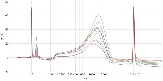 BioAnalyzer tracings of eight next generation sequencing libraries prepared from 8 unique samples of 1ng murine neuronal cell cDNA