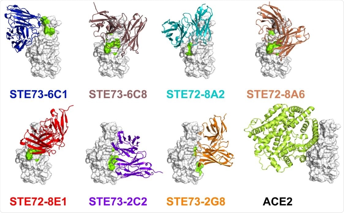 Epitope and structure modelling. A) Overview of the identified minimal epitope regions (MERs) for eight antibodies on RBD. Sequence SARS-CoV-2 (Gene bank QHD43416), SARS-CoV (Uniprot P59594).  ACE2 receptor binding residues 74 are marked in yellow. B) Five of the inhibiting antibodies occupy the ACE2 binding region on the RBD (docking models based on epitope data). Two of them (right-most ones) bind to the opposite face of the RBD, suggesting allosteric inhibition. Experimentally validated computational models of the variable regions of the antibodies (coloured cartoons) binding to the RBD (white surface, same orientation in all images) are shown. Amino acid residues