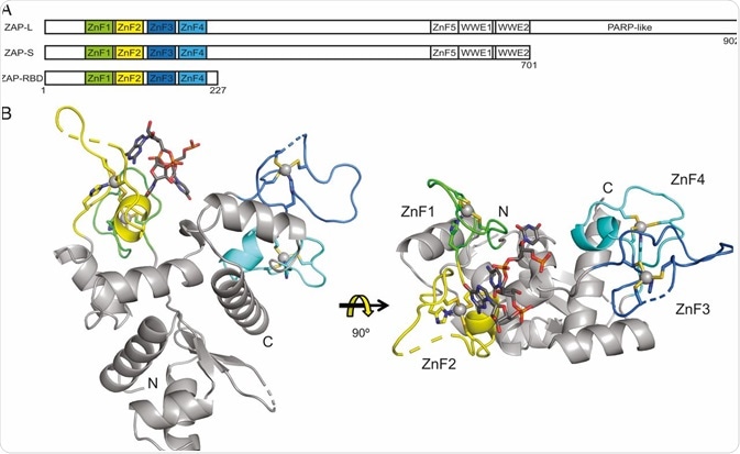 Zinc-finger antiviral proteins