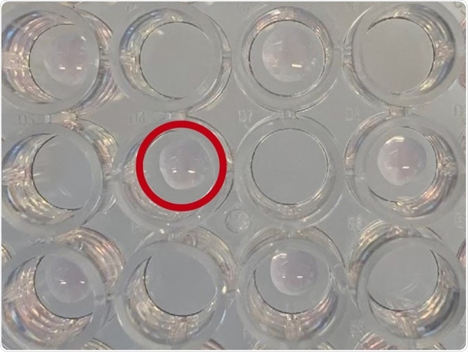 Matrigel® domes encapsulate stem cells, supporting their proliferation to form physiologically relevant three-dimensional structures.