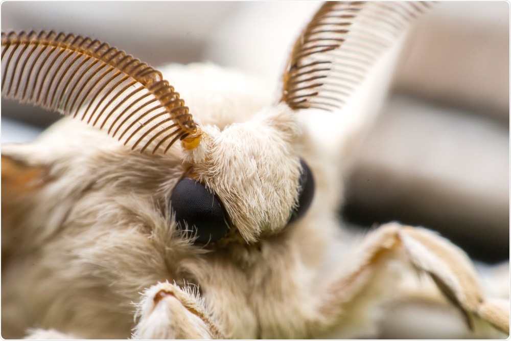 Bombyx mori silk worm. Image Credit: Sarintra Chimphoolsuk / Shutterstock