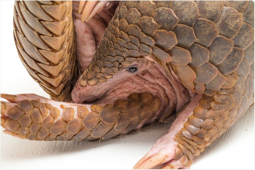 Study: Pathogenicity, tissue tropism and potential vertical transmission of SARSr-CoV-2 in Malayan pangolins. Image Credit: dwi putra stock / Shutterstock
