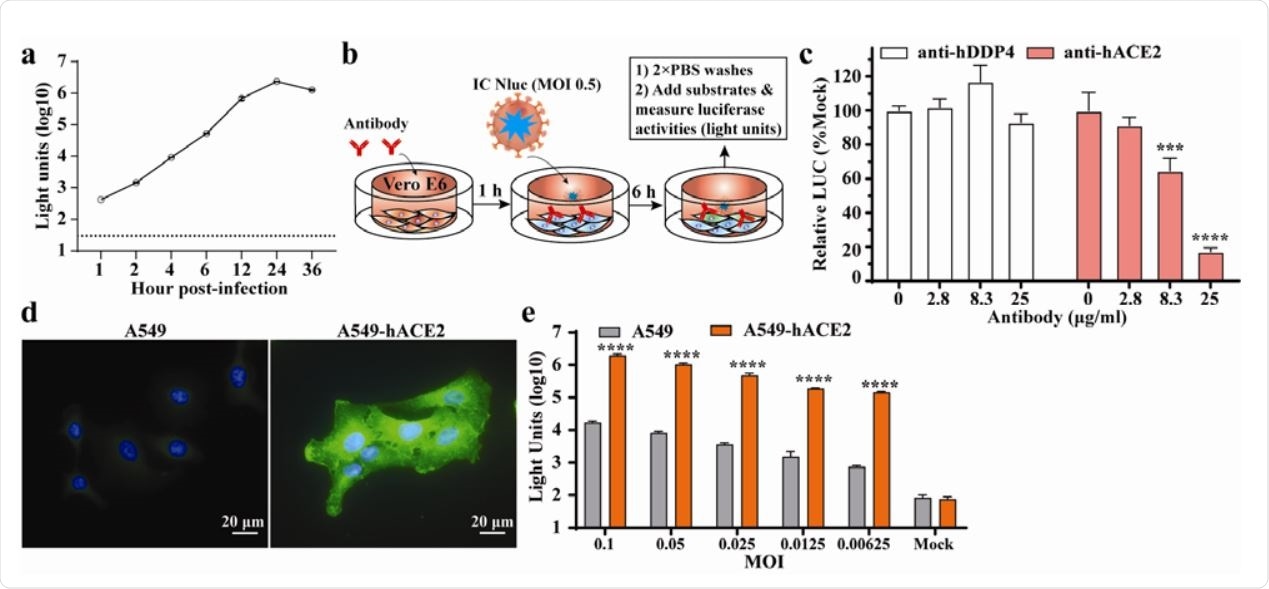 Application of SARS-CoV-2-Nluc in analyzing hACE2 as an entry receptor. (a) Replication kinetics of SARS-CoV-2-Nluc (IC Nluc) on Vero E6 cells. Cells were infected with IC Nluc at MOI 1.0. At given time points, cells were harvested for luciferase signal measurement. The means and standard deviations from three independent experiments are presented. (b) Diagram to analyze hACE2 for IC Nluc entry. (c) Relative luciferase signals following infection of cells that were preincubated with anti-hDPP4 or anti-hACE2 antibodies. The luciferase signals from antibody-treated groups were normalized to those from untreated groups. The average and standard deviation of three independent experiments are presented. (d) Immunofluorescence analysis of hACE2 expression in A549-hACE2 cells. At 24 h post-seeding, the cells were fixed and stained with anti-hACE2 polyclonal antibody. (e) Luciferase signals from IC Nluc infected561 A549 and A549-hACE2 cells. Cells were infected with indicated MOIs and luciferase signals were measured at 24 h post-infection.