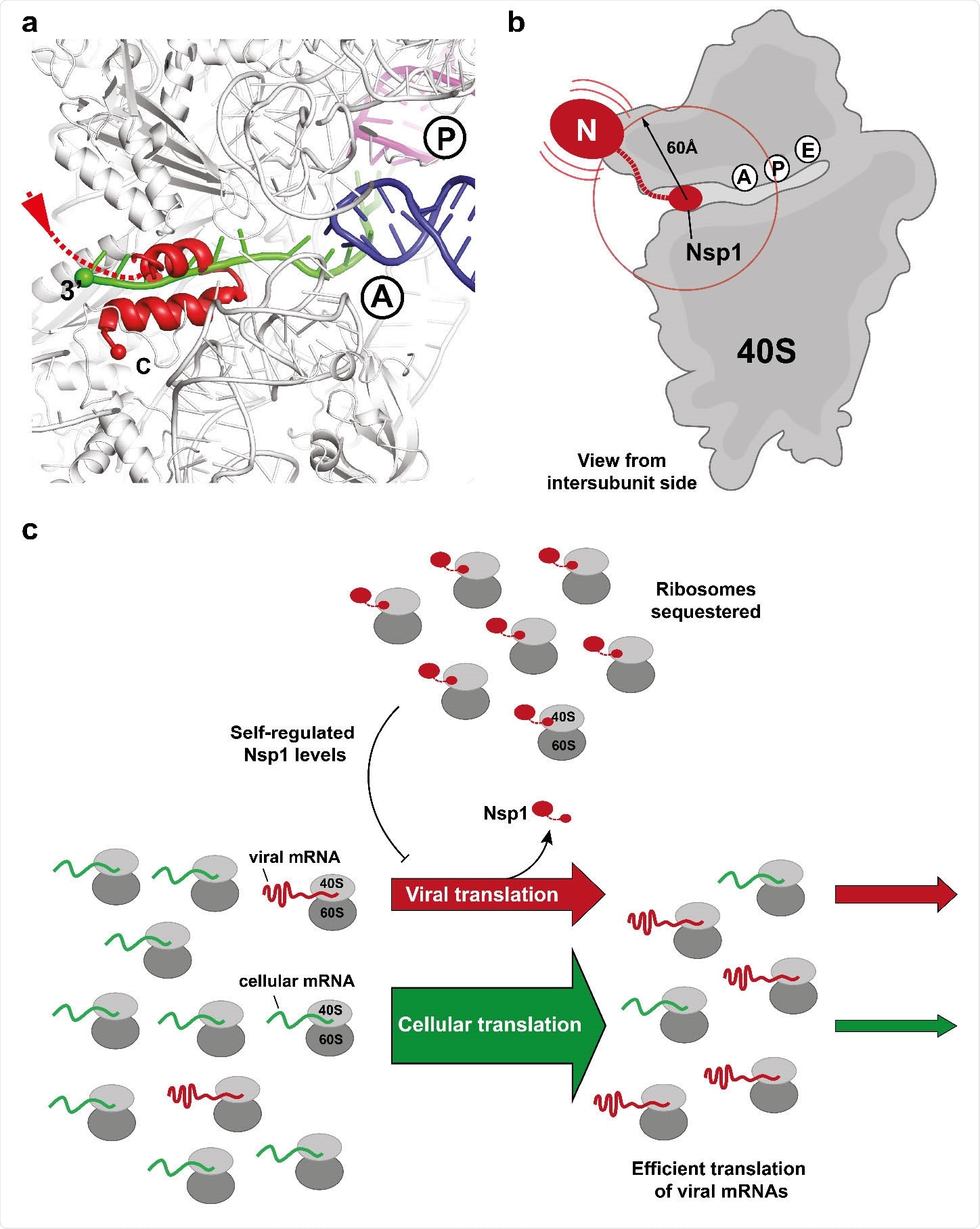 Binding of C-terminal domain of SARS-CoV-2 Nsp1 to ribosomal mRNA channel prevents classical mRNA binding by sterical hindrance. (a) Superposition of canonically bound mRNA (green), A- (blue) and P-site (purple) tRNAs (pdb 6HCJ) reveals that Nsp1 (red) prevents classical binding of the mRNA at the entry site due to blockage. (b) Nsp1 binds via its C-terminus in proximity of the 40S mRNA entry site. Due to the flexible linker, the N-terminal domain can sample an area of ~60 Å around its attachment point (circle). (c) Model for translation inhibition by Nsp1. Upon viral infection and translation of viral genomic mRNA, Nsp1 acts as a translation inhibitor reducing the pool of ribosomes that can engage in translation. Under such ribosome-limiting conditions, viral mRNAs are translated with high efficiency.