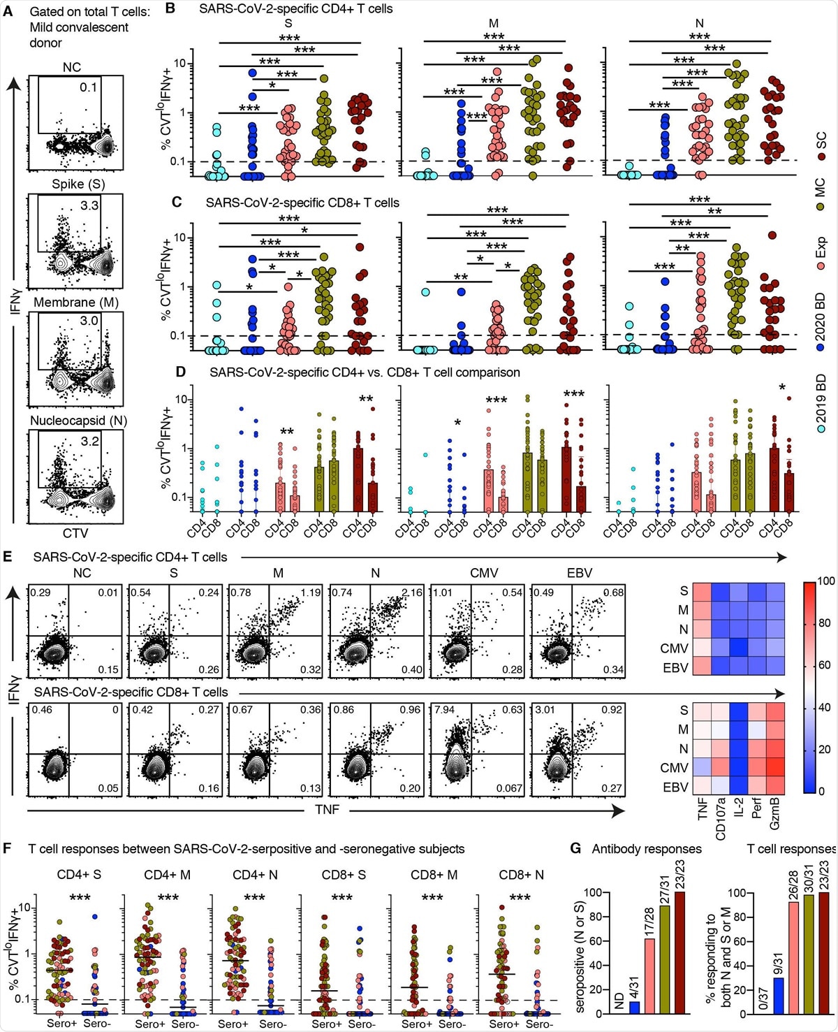 Proliferative capabilities of SARS-CoV-2-specific T cells in convalescent COVID-19. (A) Representative flow cytometry plots showing the proliferation (CTV−) and functionality (IFN-g+) of SARS-CoV-2-specific T cells from a convalescent individual (group MC) after stimulation with overlapping peptides spanning the immunogenic domains of the SARS-CoV-2 membrane (M), nucleocapsid (N), and spike proteins (S). Numbers indicate percentages in the drawn gates. (B and C) Dot plots showing the frequencies of CTV− IFN-g+ SARS-CoV-2-specific CD4+ (B) and CD8+ T cells (C) by group and specificity. Each dot represents one donor. The dotted line indicates the cut-off for positive responses. (D) Bar graphs comparing the frequencies of CTV− IFN-g+ SARS-CoV-2-specific CD4+ versus CD8+ T cells by group and specificity. Each dot represents one donor. Data are shown as median ± IQR. (E) Left: representative flow cytometry plots showing the production of IFN-g and TNF among CTV− virus-specific CD4+ (top) and CD8+ T cells (bottom) from a convalescent individual (group MC). Numbers indicate percentages in the drawn gates. Right: heatmaps summarizing the functional profiles of CTV− IFN-g+ virus-specific CD4+ (top) and CD8+ T cells (bottom). Data are shown as mean frequencies (key). (F) Dot plots showing the frequencies of CTV− IFN-g+ SARS-CoV-2-specific CD4+ and CD8+ T cells by group, serostatus, and specificity. Each dot represents one donor. The dotted line indicates the cut-off for positive responses. Key as in B. (G) Left: bar graph showing percent seropositivity by group. Right: bar graph showing the percentage of individuals in each group with detectable T cell responses directed against both the internal (N) and surface antigens (M and/or S) of SARS-CoV-2. *P < 0.05, **P < 0.01, ***P < 0.001.