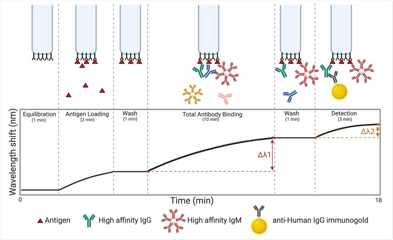 Overview of the BLI-ISA experiment. To begin, a tray of fiber optic biosensors and a 96- or 384-well plate of samples are placed into the Octet BLI instrument (Supplementary Figure 2), and the assay program is run. Throughout the experiment, real-time measurements are recorded as the change in the wavelength of reflected light returning from the biosensor surface. First, biosensors are equilibrated by dipping into wells containing BLI assay buffer. In the antigen loading step, biosensors are dipped into wells containing tagged antigen (e.g. streptavidin SA biosensors dipped into biotinylated antigen). After a wash, antigen-loaded biosensors are placed into diluted plasma, and a Total Antibody Binding signal is measured. After another wash, the antigen-antibody-coated biosensors are dipped into wells containing isotype-specific binding reagents (e.g. colloidal gold-conjugated anti-human IgG), and a Detection signal is measured