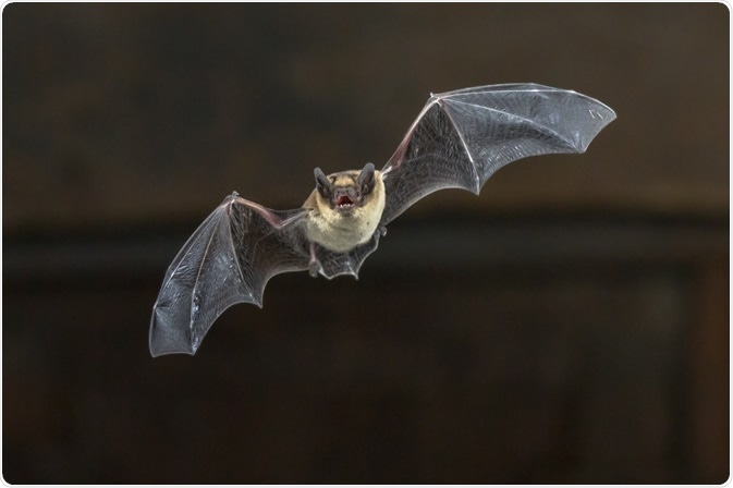 Bat
