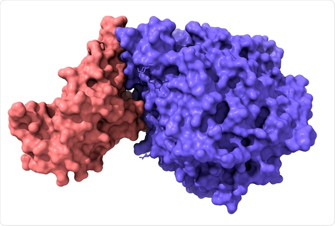 Coronavirus Receptor Binding Domain
