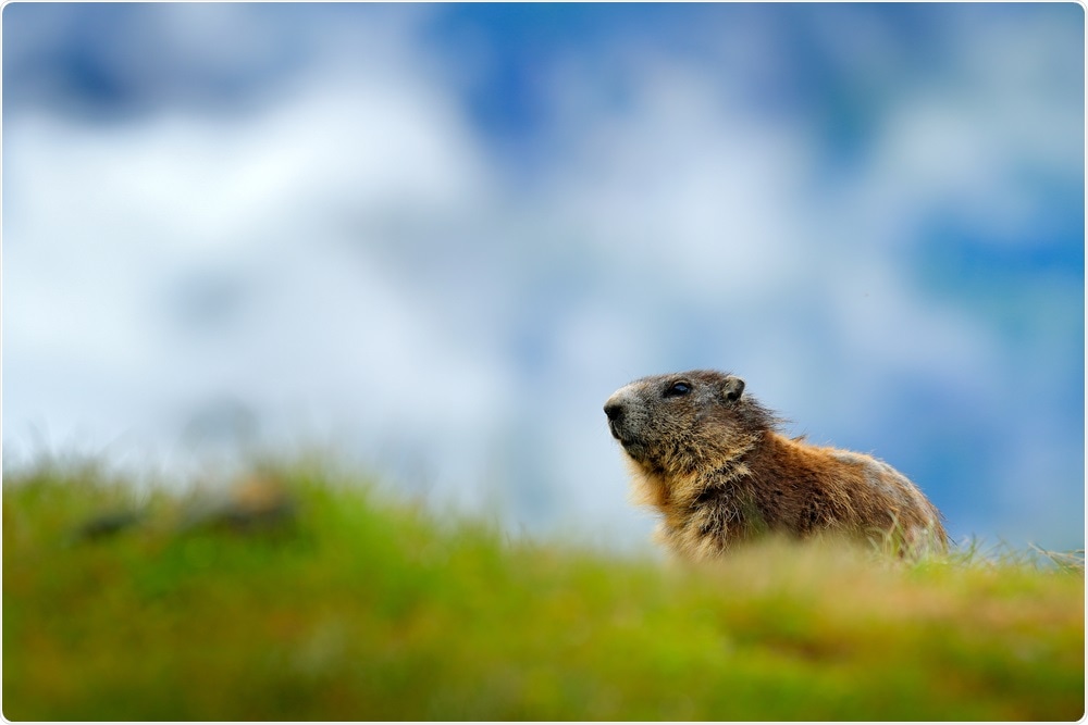 Marmot. Image Credit: Ondrej Prosicky / Shutterstock