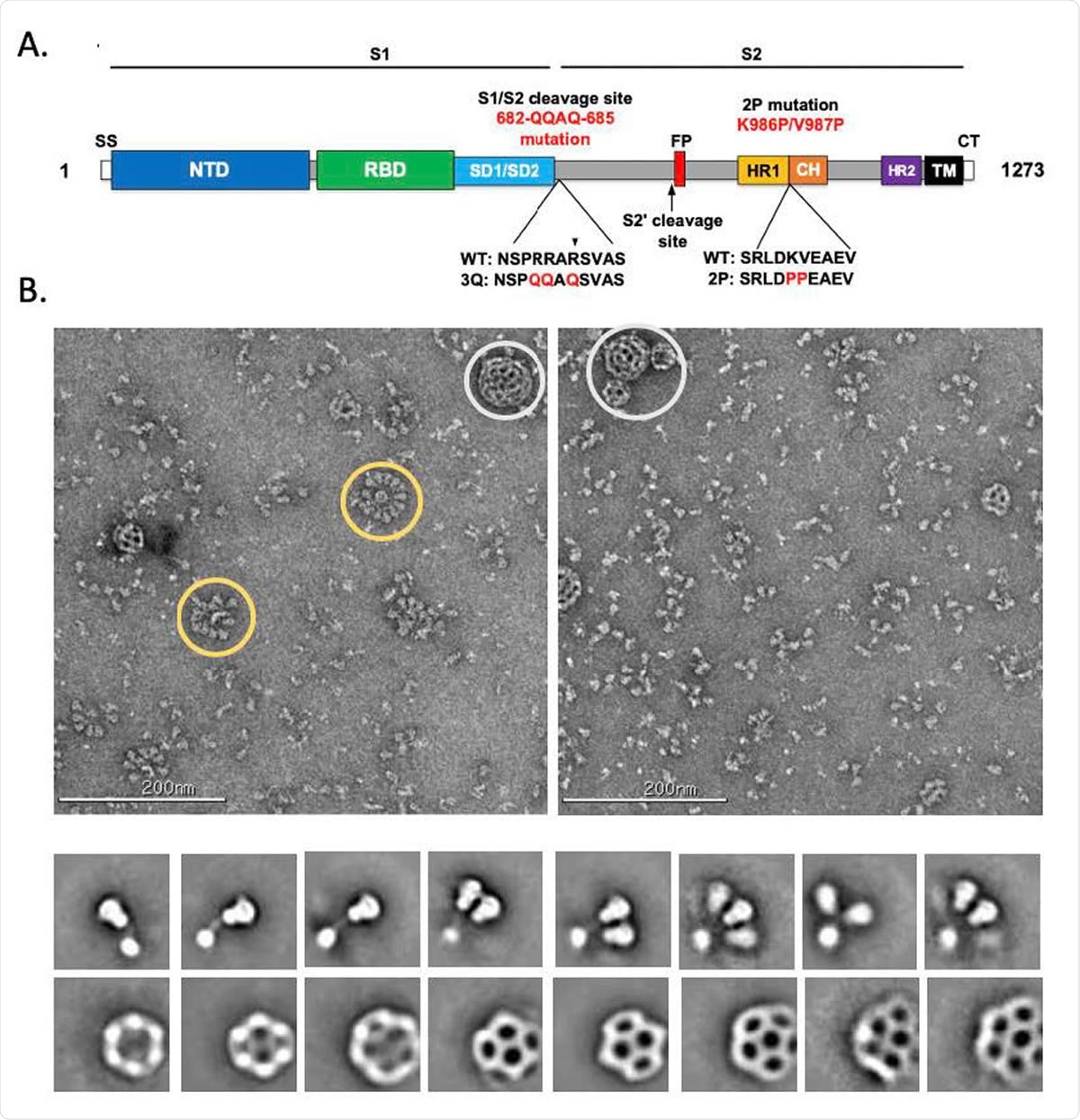 Evaluation of SARS-CoV-2 3Q-2P-FL spike glycoprotein. (A) Linear diagram of the sequence/structure elements of the full-length SARS-CoV-2 spike (S) protein showing the S1 and S2 ectodomain. Structural elements include a cleavable signal sequence (SS, white), N-terminal domain (NTD, blue), receptor binding domain (RBD, green), subdomains 1 and 2 (SD1/SD2, light blue), protease cleavage site 2’ (S2’, arrow), fusion peptide (FP, red), heptad repeat 1 (HR1, yellow), central helix (CH, brown), heptad repeat 2 (HR2, purple), transmembrane domain (TM, black) and cytoplasmic tail (CT, white). The native furin cleavage site was mutated (RRAR→QQAQ) to be protease resistant and stabilized by introducing two proline (2P) substitutions at positions K986P and V987P to produce SARS-CoV-2 3Q-2P-FL spike. (B) Representative negative stain EM images and 2D classes of SARS-CoV-2 3Q-2P-FL, formulated in polysorbate 80 detergent in the presence of Matrix-M adjuvant. In the raw micrograph, spike rosettes are circled in yellow and Matrix-M adjuvant cages are circled in white. 2D classes showing individual spikes, higher order spike nanoparticles and Matrix-M cages of different sizes.