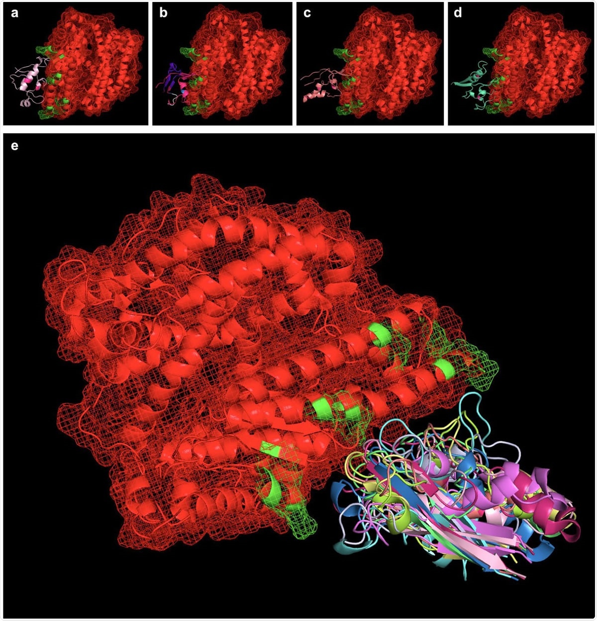 Peptides simulated via RaptorX were aligned with the SARS-CoV-2 binding interface of ACE2 (ACE2 in red, with PDBePISA-predicted binding interfaces in green). Shown from left to right (top) are SARS-BLOCK™ Peptides 1 (a), 4 (b), 5 (c), and 6 (d) bound to ACE2. Of note, all peptides exhibited two mutations introducing a disulfide bond to recreate the beta sheet structure of the SARS-CoV-2 receptor binding motif (RBM). Otherwise, Peptides 1 and 4 utilized the wildtype sequence, while Peptide 5 utilized MHC-I and MHC-II epitopes, and Peptide 6 utilized a GSGSG linker (white) in one of its non-ACE2-interfacing loop regions. Peptides 4, 5 and 6 exhibited additional, proprietary modifications to their sequences to facilitate appropriate folding, while Peptide 1 lacked this modification. Taking into account the 9 possible folded states generated for each peptide, we utilized PyMOL align commands which take into account multiple potential conformations of each peptide and may serve as a basis for future studies exploring more advanced molecular dynamics approaches for relaxing and simulating intramolecular interactions at the binding interface (e). In essence, the overlay of many possible folded states represents an electron distribution cloud of possible states that can be simulated for the minimal interfacial free energy of binding, and this approach requires vastly fewer computational resources than typically required for modeling binding pockets of de novo peptides or protein-protein interfaces without existing interfacial structures.