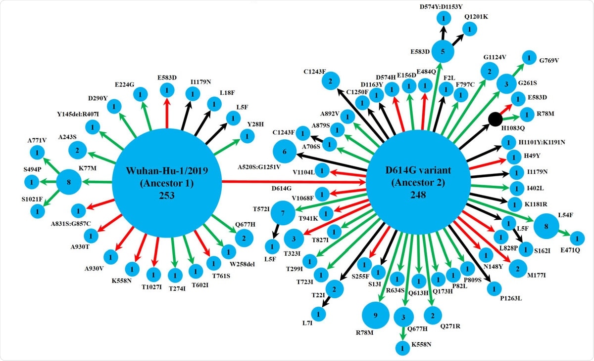 Schematic representation of the diversity of spike protein variants circulating in India, using maximum likelihood-based phylogeny reconstruction. Each node represents a specific spike protein variant, while the node-size and the number inside depict the frequency of that variant. The red or green color of each arrow indicates the higher or lower stability index respectively of the S-R complex for each variant than the major ancestral variant it emerged from (either Ancestor 1 or Ancestor 2). The black arrows lead to the variants for which the docking scores could not be determined either because of the presence of at least one variation outside the available template region for docking(18, 42), or due to non-existing isolate in the lone hypothetical node with H1083Q mutation denoted by black color. This black node signifies a variant with no available isolate in our dataset, while it gives rise to two derived variants, H1083Q:R78M and H1083Q:E583D, for which representative isolates were available.
