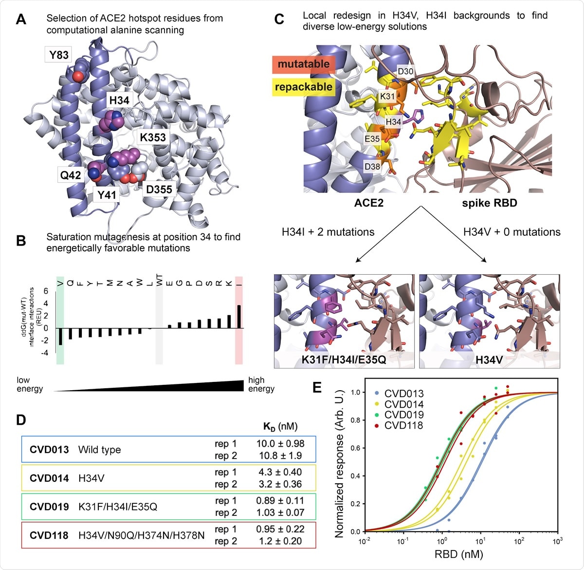 Computational design of ACE2 for improved binding affinity to the spike RBD. (A) Computational alanine scanning identified ACE2 hotspot residues (shown as spheres) that contribute strongly to binding the spike RBD. Residues 18-90 are shown in blue and residues 91-614 are shown in light blue. H34, Q42 and K353, shown as magenta spheres, were selected for computational saturation mutagenesis. (B) Computational saturation mutagenesis predicted several stabilizing mutations to H34. H34V and H34I were selected for further design to generate diverse ACE2 receptor trap models. (C) Flexible backbone design was performed around V34 ACE2 and I34 ACE2 (WT residue H34 shown in magenta). ACE2 residues that were permitted to change amino acid identity (“mutable” residues) are labeled and shown in orange; ACE2 and RBD residues that were allowed to change rotameric conformations and/or backbone atom positions (“repackable” residues) are shown in yellow. Design around H34I resulted in two additional mutations, shown in magenta. (D-E) In vitro BLI measurements