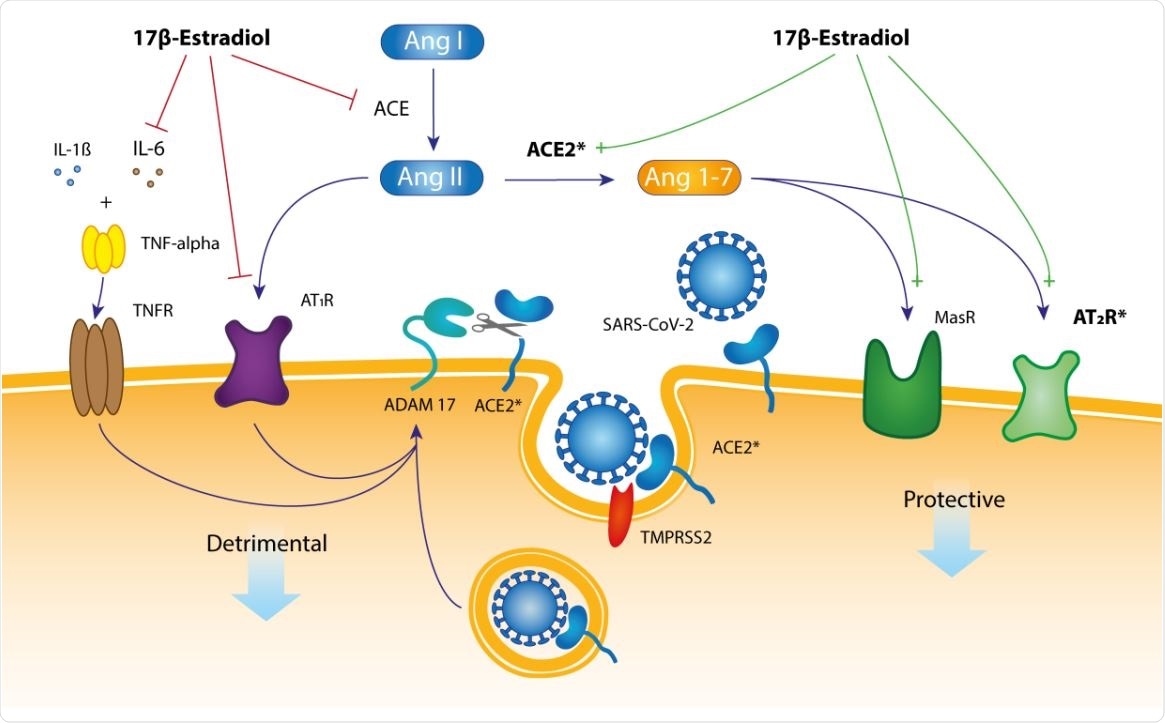 A hypothetical mechanistic pathway for the presumably protective role of 17β estradiol in SARS-CoV-2 infection. The membrane-tethered ACE2 protein has an amino terminal catalytic domain (a peptidase) that faces the extracellular space.