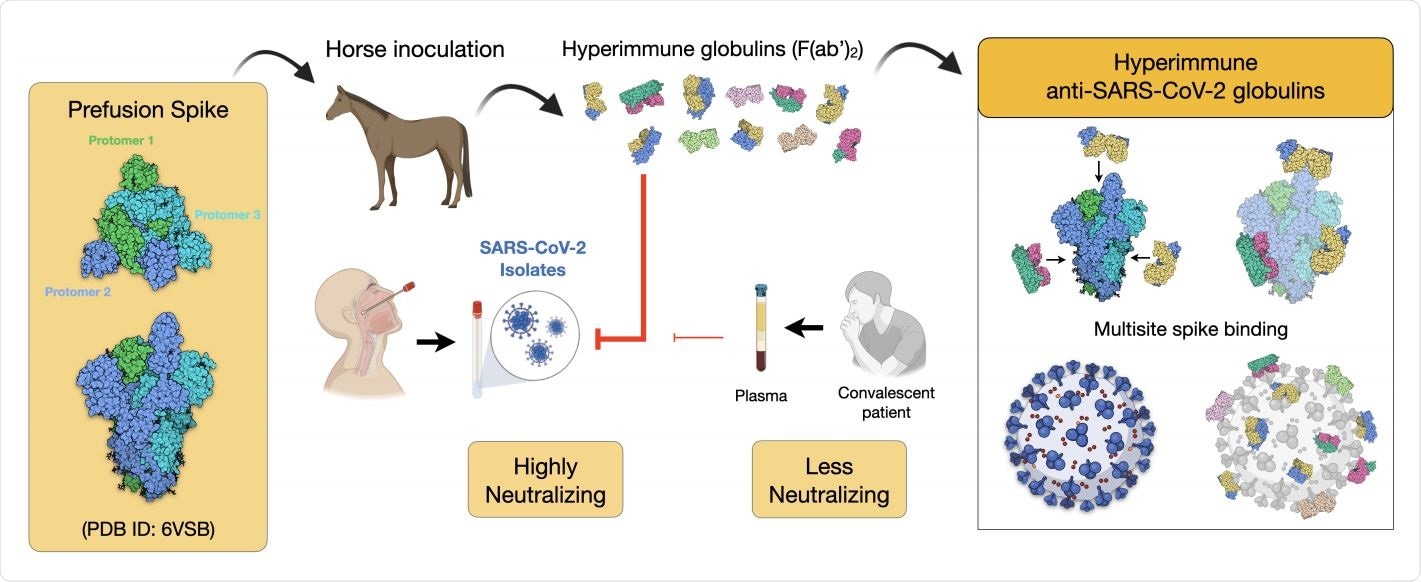 Scheme of the immunization strategy and anti-SARS-CoV-2 hyperimmune globulin production. Recombinant prefusion trimeric S protein is used to inoculate horses and to produce hyperimmune F(ab`)2 concentrate. The equine antibody preparation presented a much higher capacity to neutralize a SARS-CoV-2 isolate than human convalescent plasma. One advantage of using the full-length recombinant spike trimer is the production of antibodies against different antigenic segments of the viral protein. This strategy may result in more efficient neutralizing capacity than antibodies produced against isolated fragments of the spike protein, such as the receptor binding domain (RBD).