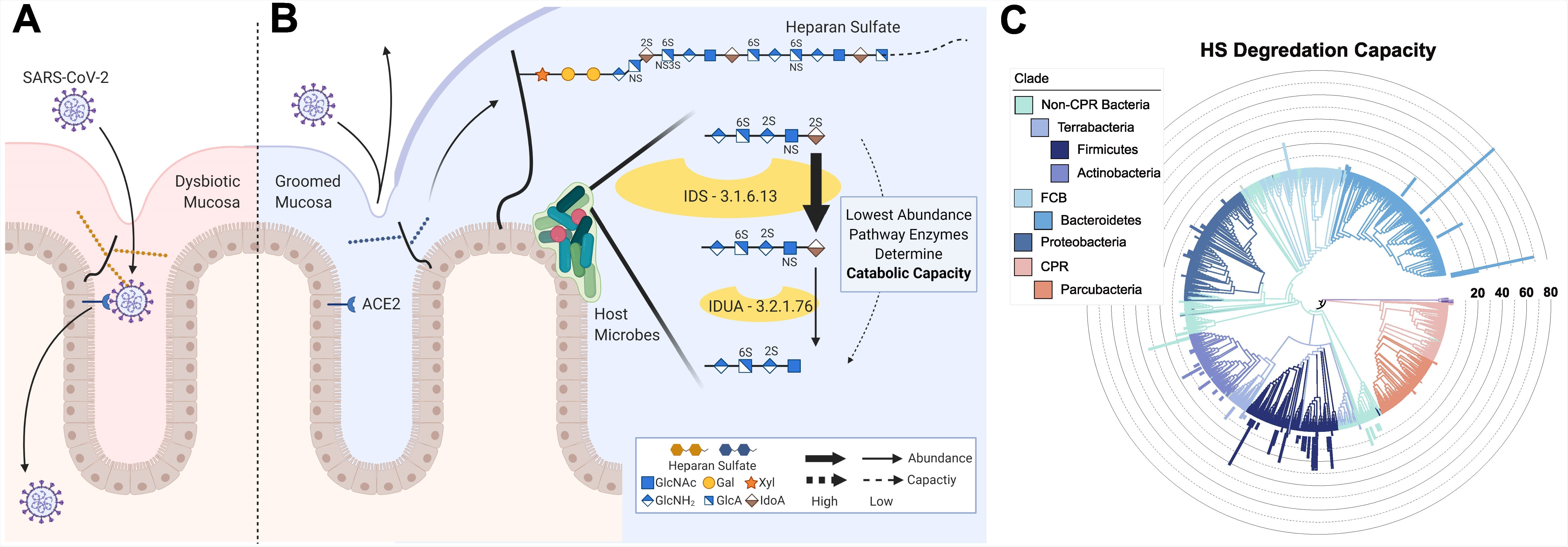 Bacteria species encoding heparan sulfate (HS) lyase (HSase) are depleted in COVID patients compared to controls. BALF RNA-seq data from healthy subjects (control) and COVID-19 patients (COVID) (x-axes) compared by log-ratios (y-axes) of predicted HSmodifying species relative to non-HS-modifying (A), HSase relative to housekeeping set (B), and N-acetylglucosamine-6-O-sulfatase relative to housekeeping set (C). Significance was evaluated by a t-test and error bars represent the standard error of the mean. Presented p-values are from unpaired two-tailed t-test.