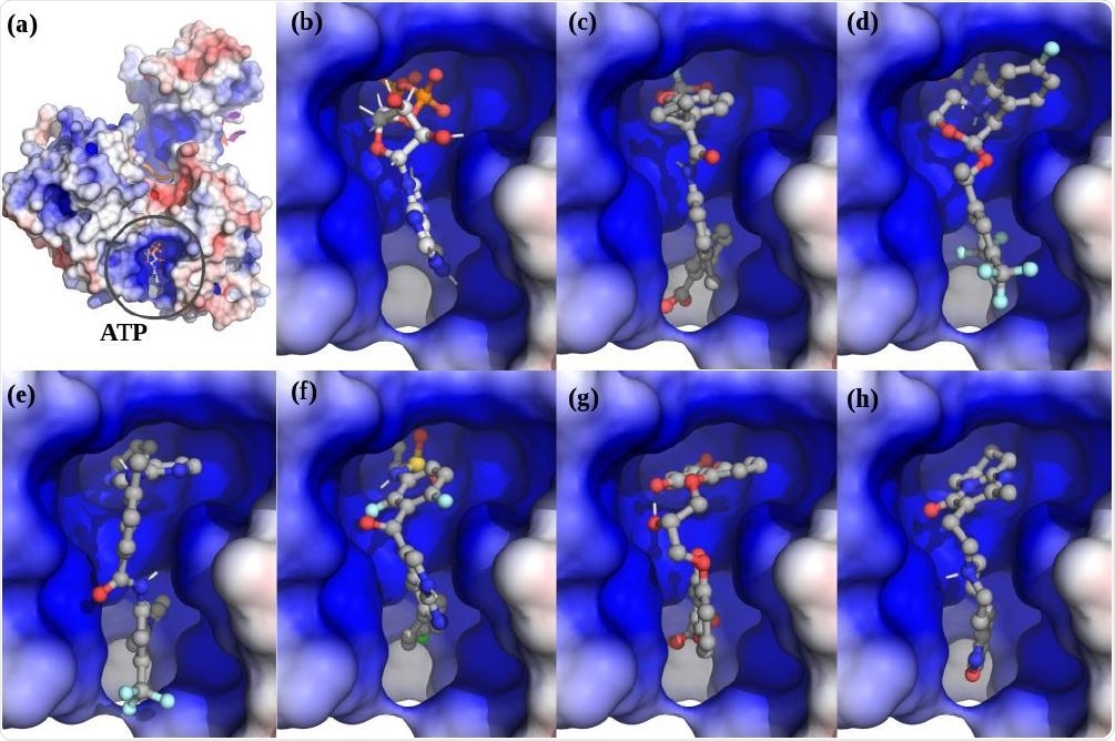 . The top scoring hits for the Nsp13 complex ATP ATP-site using virtual screening. (a) The Nsp13:ATP:RNA complex. (b) ATP. (c) Lumacaftor. (d) Emend (Aprepitant). Row Row-2: (e) Nilotinib. (f) Zelboraf. (g) Cromolyn. (h) Risperdal.