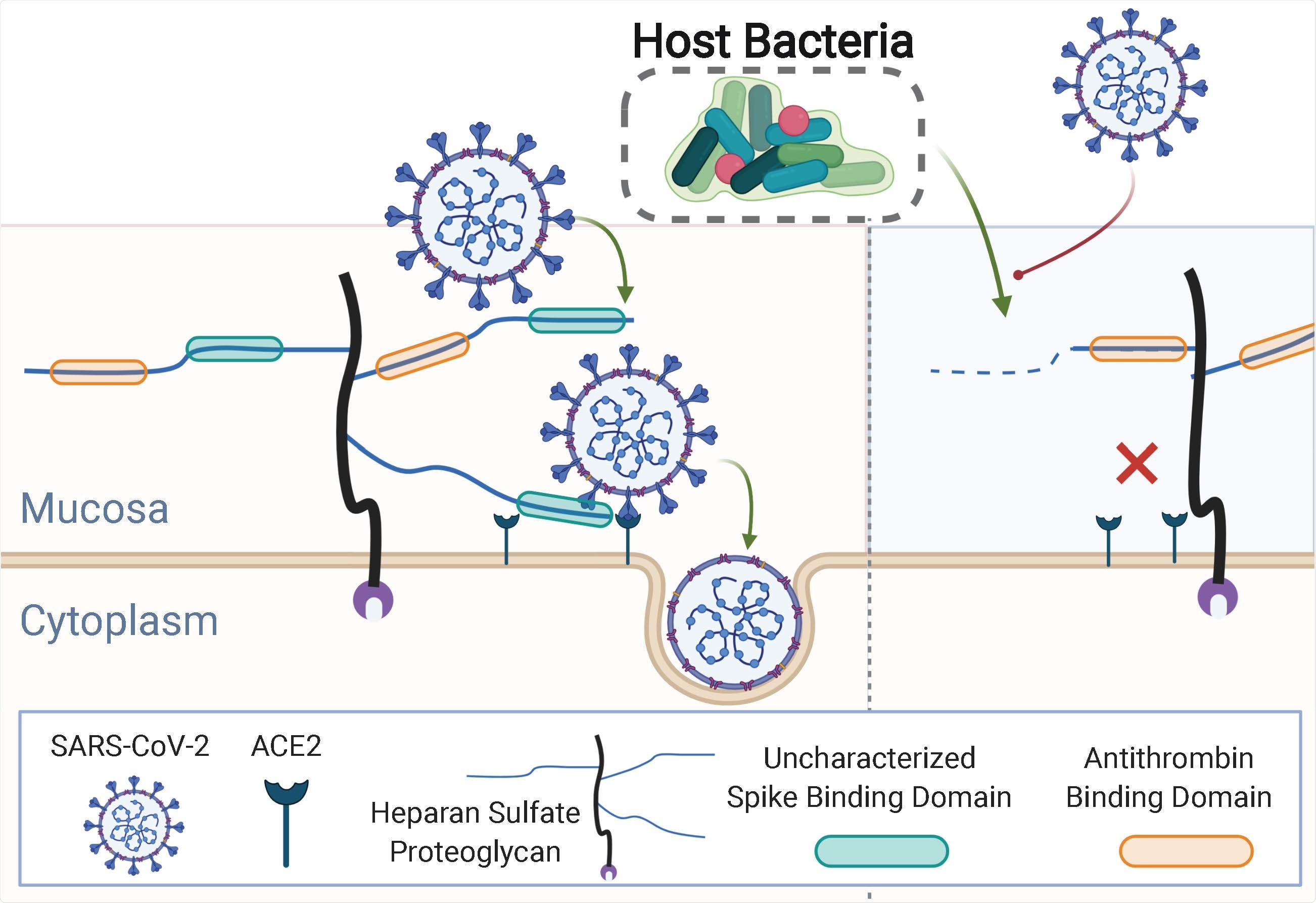 BALF RNA-seq data compared between studies. RNA-seq studies (x-axes) compared by log-ratios (y-axes) of predicted HS-modifying species relative to non-HSmodifying (A), HSase relative to housekeeping set (B), and N-acetylglucosamine-6-O-sulfatase relative to housekeeping set (C).