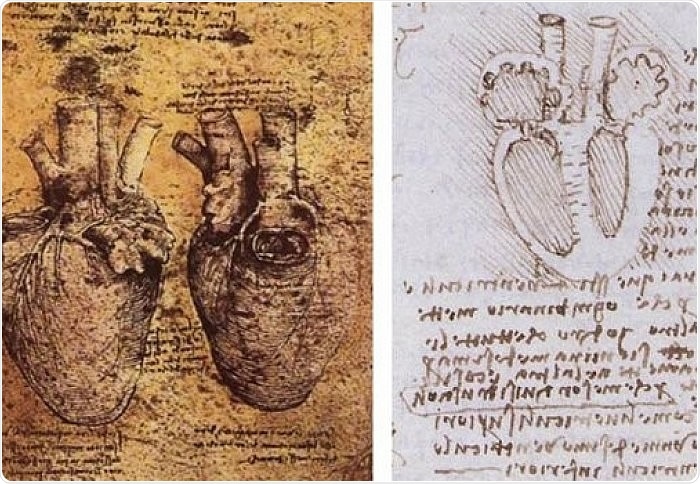 Structures first sketched by artist Leonardo da Vinci are crucial in understanding how the heart works, according to researchers.