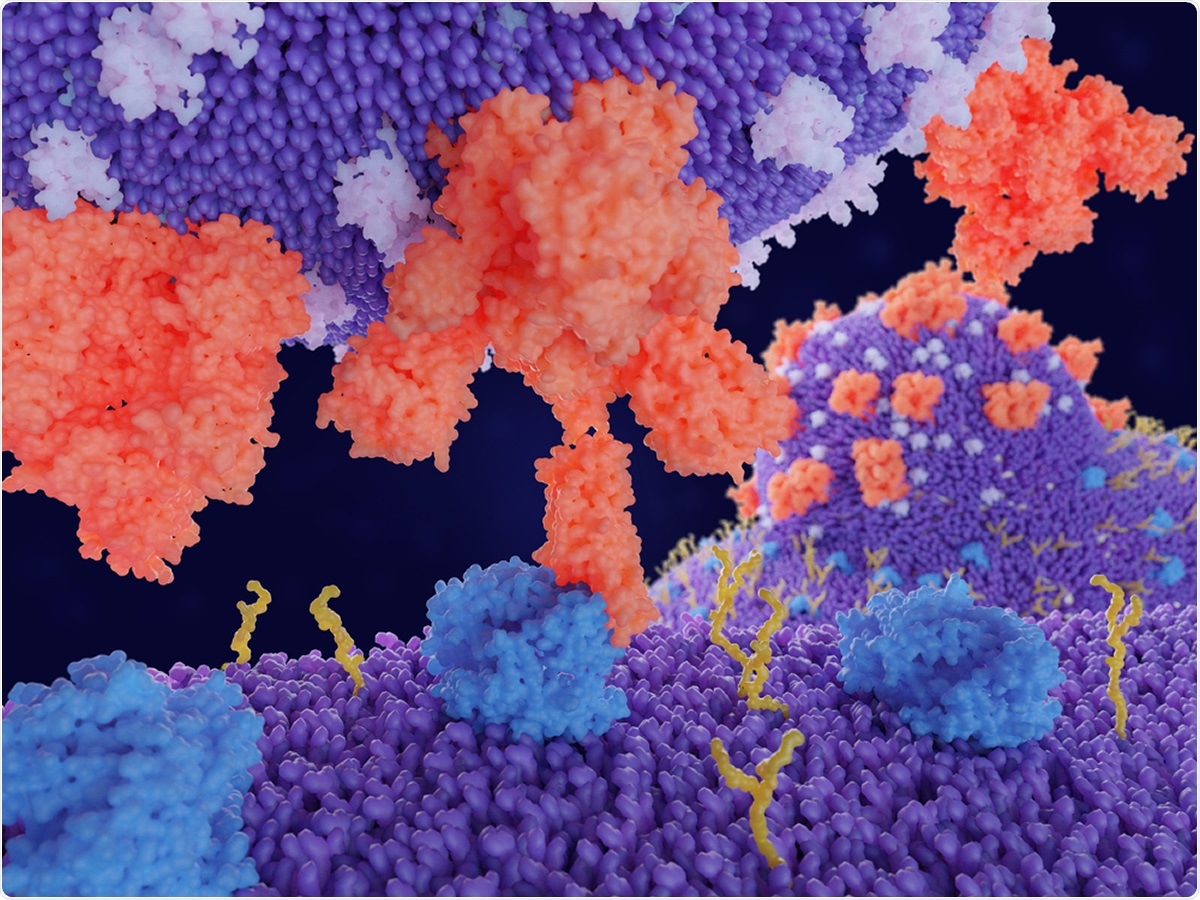 Binding of the coronavirus spike protein(red) to an ACE2 receptor (blue) on a human cell leads to the penetration of the virus in the cell, as depicted in the background. Image Credit: Juan Gaertner / Shutterstock