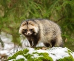 Raccoon dogs potential intermediate host for SARS-CoV-2