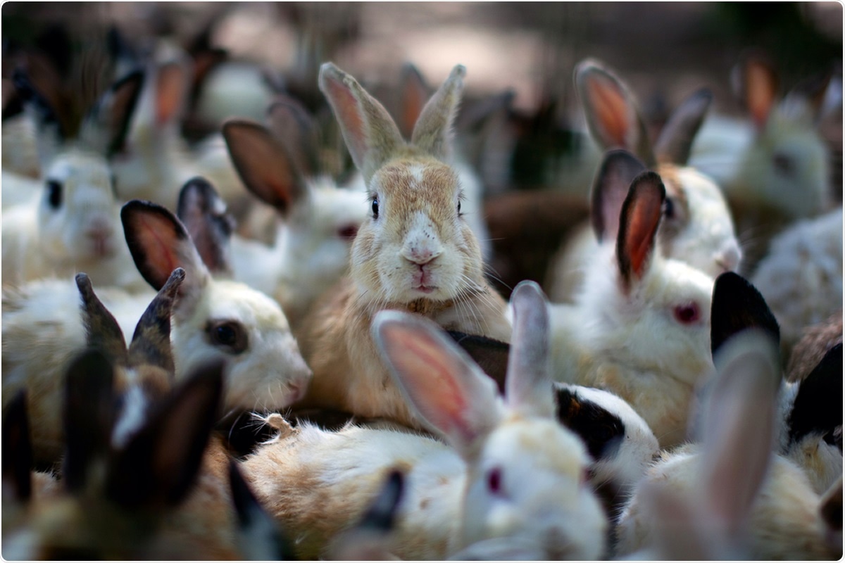 Study: Susceptibility of rabbits to SARS-CoV-2. Image Credit: TY Lim / Shutterstock