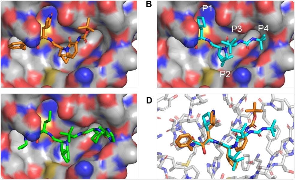 HCV protease inhibitors with a P2 proline analog can be docked into the SARSCoV2 Mpro active site. (A) Co-crystal structure of SARSCoV2 Mpro and inhibitor 13b (PDB 6Y2G). (B) Using Pymol, boceprevir was placed into the SARSCoV2 Mpro active site and unconstrained bonds were manually rotated for optimal complementary with the S1 and S2 pockets and hydrogen-bonding to the backbone carbonyl of Glu-166. (C) Telaprevir was similarly docked into the SARSCoV2 Mpro active site for optimal complementary with the S1, S2, and S4 pockets and hydrogen-bonding to the backbone carbonyl of Glu-166. (D) Alignment of the 13b-Mpro cocrystal with the manually docked boceprevir structure shows that the backbone of the P2-analogous segment of 13b is superimposable with the proline analog of boceprevir.