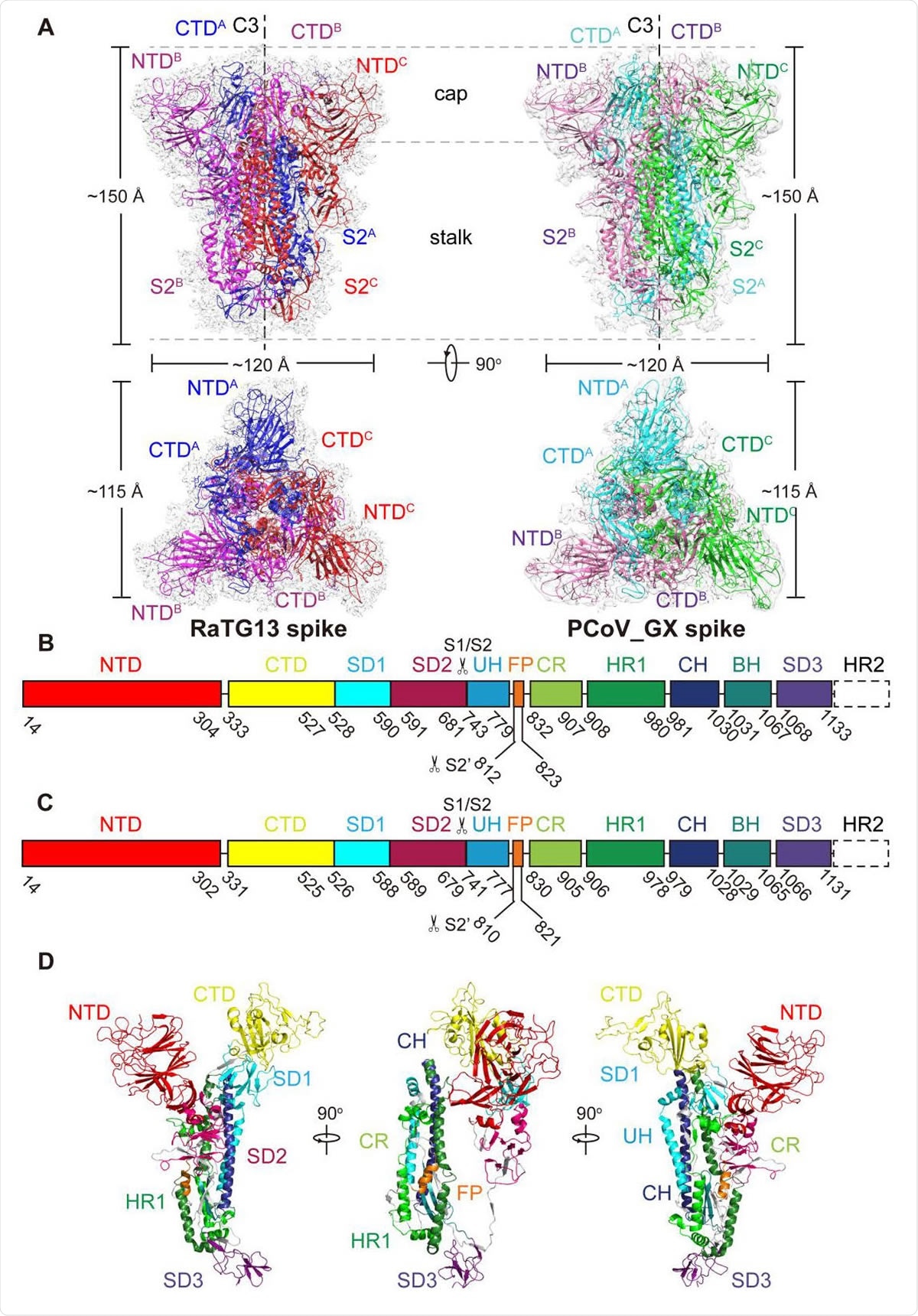 Over all structures of the RaTG13 and PCoV_G 553 X spike glycoproteins. (A) Overall structures of RaTG13 and PCoV_GX spike glycoproteins shown in side view (upper panel) and top view (lower panel). Three monomers of the RaTG13 spike are colored magenta, red, and blue, respectively; three monomers of the PCoV_GX spike are colored hot pink, green and cyan, respectively. The cryo-EM maps are shown as a semitransparent surface. The trigonal axes are shown as black dashed lines. Visible segments of each monomer are labeled accordingly. The cap and stalk parts are partitioned by gray dashed lines. (B) Schematic representation of the RaTG13 spike monomer structural domains. The domains of RaTG13 are shown as boxes with the width related to the length of the amino acid sequence. 562 The start and end amino acids of each segment are labeled. The position of the S1/S2 and S2’ cleavage sites are indicated by scissors. NTD, N-terminal domain; CTD, C-terminal domain; SD1, subdomain 1; SD2, subdomain 2; UH, upstream helix; FP, fusion peptide; CR, connecting region; HR1, heptad repeat 1; CH, central helix; BH, β-hairpin; SD3, subdomain 3. (C) Schematic representation of the PCoV_GX spike monomer structural domains. The abbreviations of elements are the same as in B. (D) Cartoon diagrams depicting three orientations of the spike monomer colored as in B and C. As the RaTG13 and PCoV_GX spike monomers have extremely similar structures, thus only the RaTG13 spike monomer was used to show the detailed architecture.