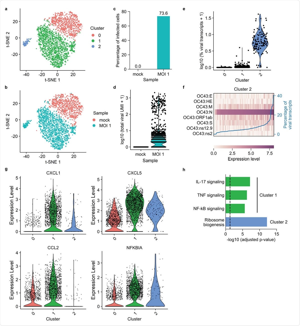 FD-seq reveals pro-inflammatory bystander cells after coronavirus OC43 infection. (a-b) t-SNE plots with cells colored by (a) cluster identity or (b) sample type. (c) Bar plot showing the percentage of infected cells (defined as cells that expressed at least 1 viral transcript) of mock infected and MOI 1 sample. (d) Violin plot showing distribution of total viral transcript counts. (e) Violin plot showing the distribution of the percentage of total viral transcript by cluster identity. (f) Heatmap showing the relative expression level of each viral gene of each single cell in cluster 2. The blue line shows each cell’s percentage of total viral transcripts. (g) Violin plots showing the expression of four representative immune-related genes that are upregulated in cluster 0. (h) Bar plot showing the adjusted P-values of upregulated KEGG pathways in clusters 1 and 2. The vertical dashed line indicates P-value = 0.05.