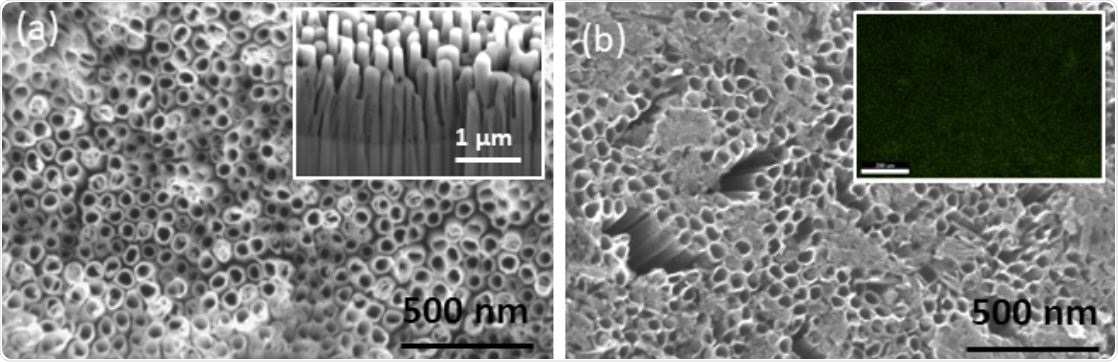 SEM micrographs of (a) TNTs post-annealing. Inset shows sidewalls of TNTs and (b) Co-functionalized TNTs showing the Co(OH)2 precipitate. Inset shows an EDS map of Co confirming its uniform distribution.