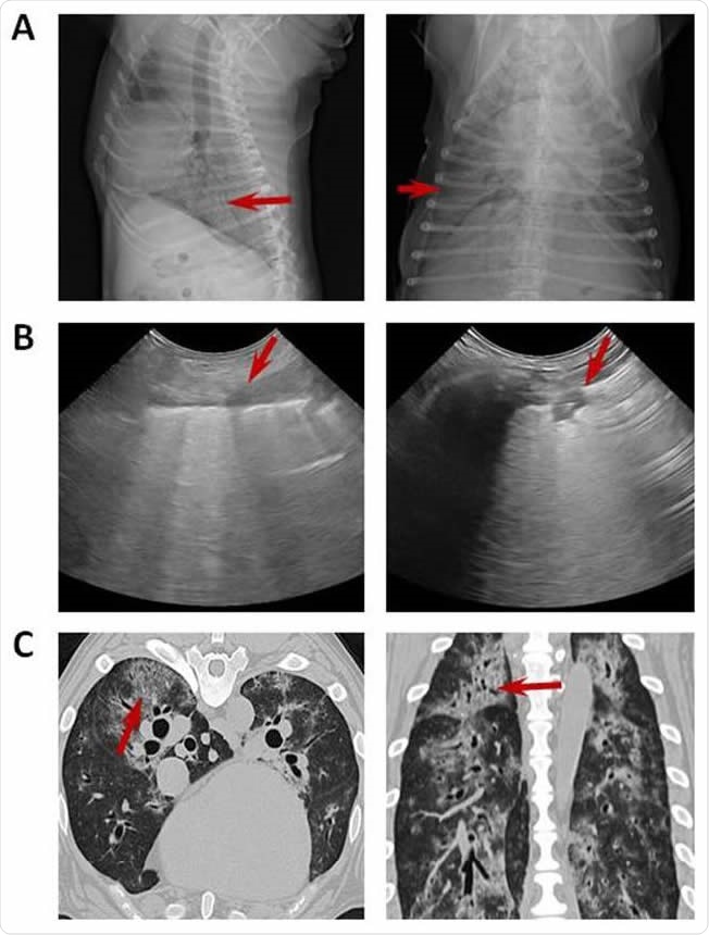 Imaging with chest radiograph, sonographic images and CT. (A) Thoracic radiograph made in right lateral (left) and dorsoventral (right) showing a generalized severe interstitial opacity accentuated in the caudodorsal (arrows). (B) Sonographic images of two patients with severe dyspnea showing a diffused B line (left; arrow) and consolidation focal lesions (right; arrow). (C) Transverse (left) chest CT images showing bilateral focal peripheral ground-glass opacities with intralobular and interlobular smooth septal thickening (arrow); sagital (right) chest CT images showing diffuse opacities with consolidation and bronchial wall thickening (arrow).