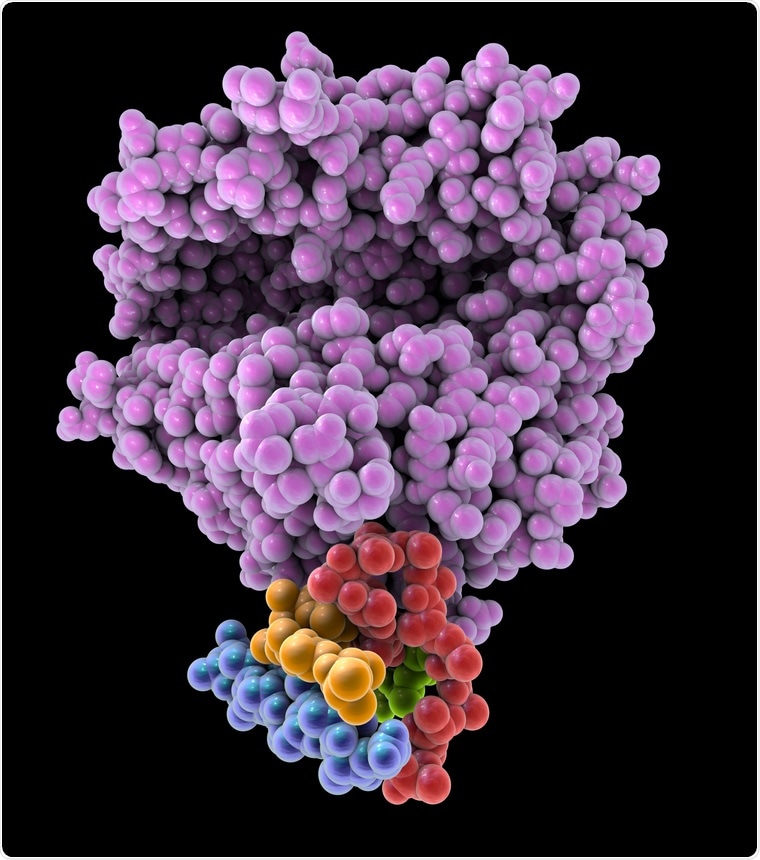 Human ACE2 receptor, 3D illustration. Image Credit: Kateryna Kon / Shutterstock