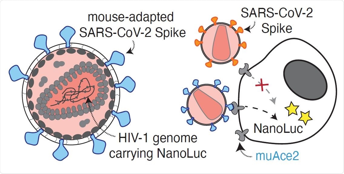 Antibody potency against the mouse adapted SARS-CoV-2 spike. A. Diagram of the mouse-adapted (MA) SARS-CoV-2 pseudovirus luciferase assay. SARS-CoV- 2 mouse-adapted spike (SARS-CoV-2 S-MA) pseudotyped HIV-1 particles carrying the nanoluc gene are used to infect murine (mu) Ace2-expressing HT1080 cells, which will express nanoluc luciferase upon infection, while SARS-CoV-2 spike (wtS) pseudotyped particles are unable to infect muAce-expressing cells.