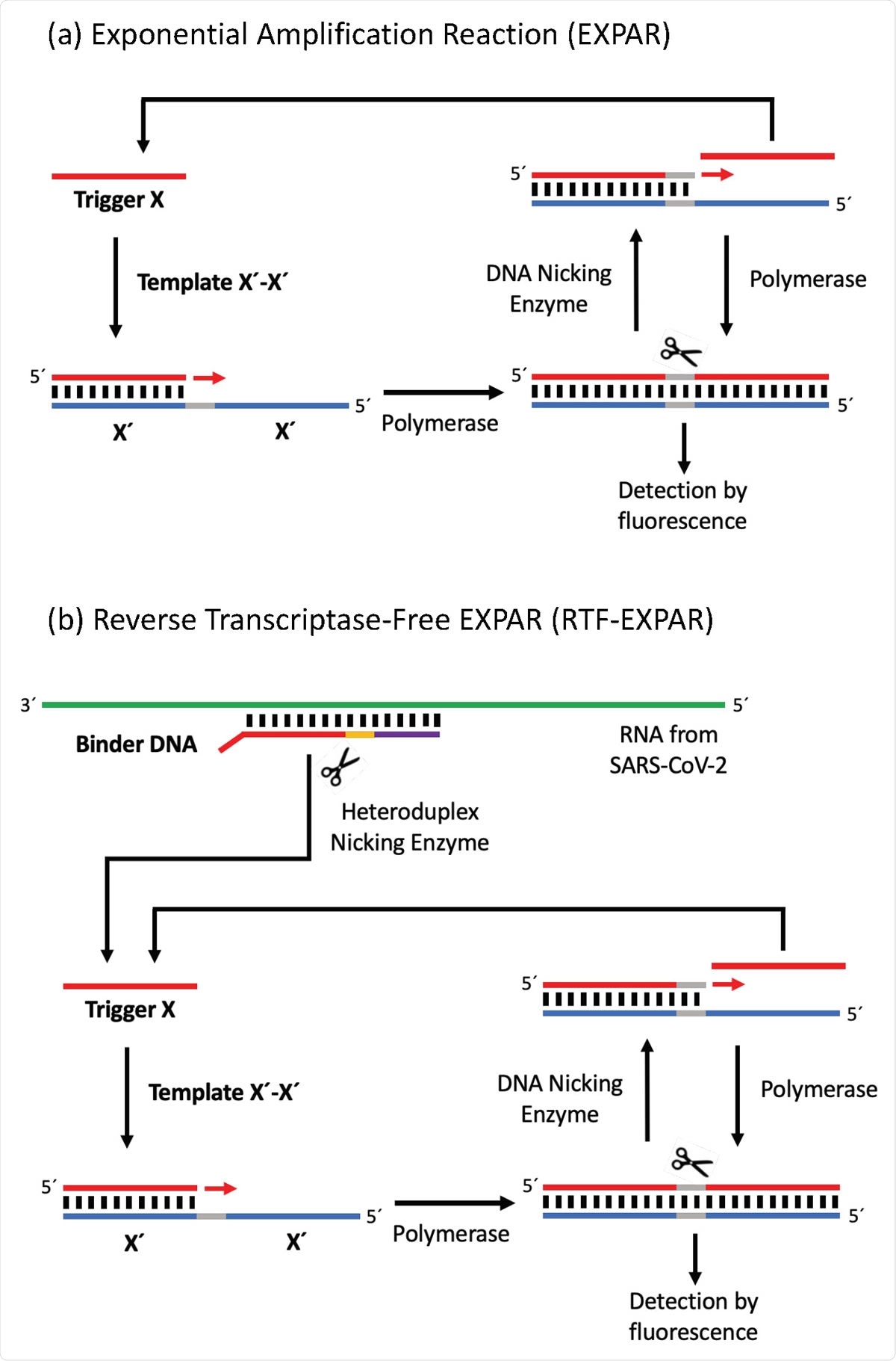 RTF-EXPAR assay data for SARS-CoV-2 RNA detection (72.7 copies/µL, n = 3), showing: (a) the mean time for the amplification reaction only and (b) the mean total assay time from RNA sample to signal. Each run time was calculated to be the point at which the fluorescence signal was greater than 10 standard deviations from the baseline signal (10-sigma time). Error bars in datasets are the standard deviations of the 10-sigma time. Signals observed for negative samples at >10 min are attributed to amplification arising from non-specific interactions.