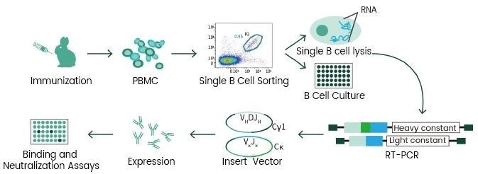 Single B cell technology.