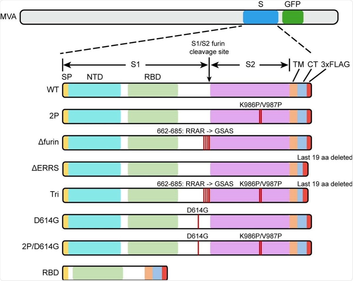 Diagrams of rMVAs. Top shows approximate locations of CoV-2 spike protein (S) and green fluorescent protein (GFP) ORFs within rMVA. Modifications of S ORF are shown below with names of constructs on the left. Abbreviations: SP, signal peptide; NTD, N-Terminal domain; TM, transmembrane domain; CT, C-terminal domain; RBD, receptor binding domain; 3xFLAG, 3 tandem copies of FLAG epitope tag.