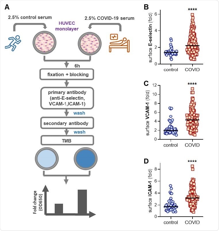 Activation of human umbilical vein endothelial cells (HUVEC) by control or COVID-19 serum. (A) Schematic workflow for in-cell ELISA. HUVEC were cultured for 6 hours with serum from either healthy controls (collected pre-pandemic) or patients hospitalized with COVID-19. Cells were then fixed and surface expression of E-selectin (B), VCAM-1 (C), or ICAM-1 (D) was quantified. Median values are indicated by horizontal lines. Groups were analyzed by Mann-Whitney test; ****p<0.0001.