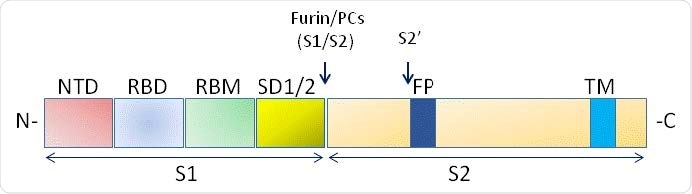 Schematic domain representation of spike glycoprotein, including functional domains in S1 subunit (NTD, N-terminal domain; RBD, receptor-binding domain; RBM, receptor-binding; SD1/2: subdomain 1 and 2) and in S2 subunit (FP, fusion peptide; TM, transmembrane domain. The N and CT terminal domains are indicated. Arrows denote the protease cleavage sites. PCs: Proprotein convertases.