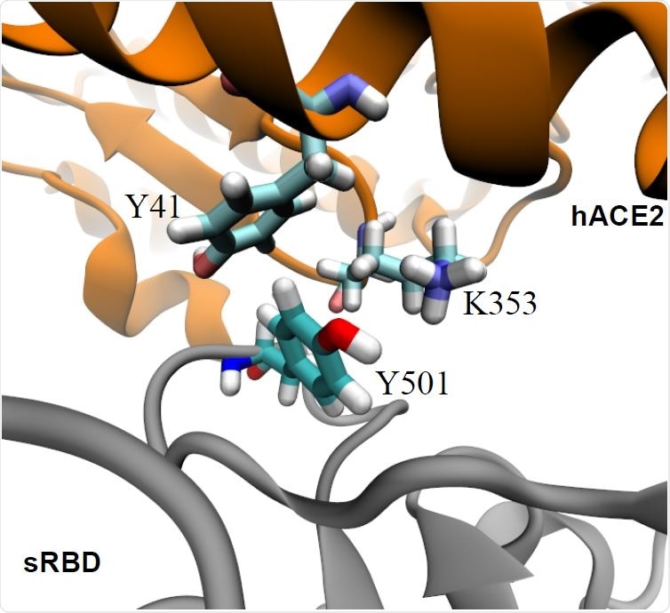 Enhanced interfacial coordinations between Y501 in sRBD and key residues (Y41 and K353) in hACE2.