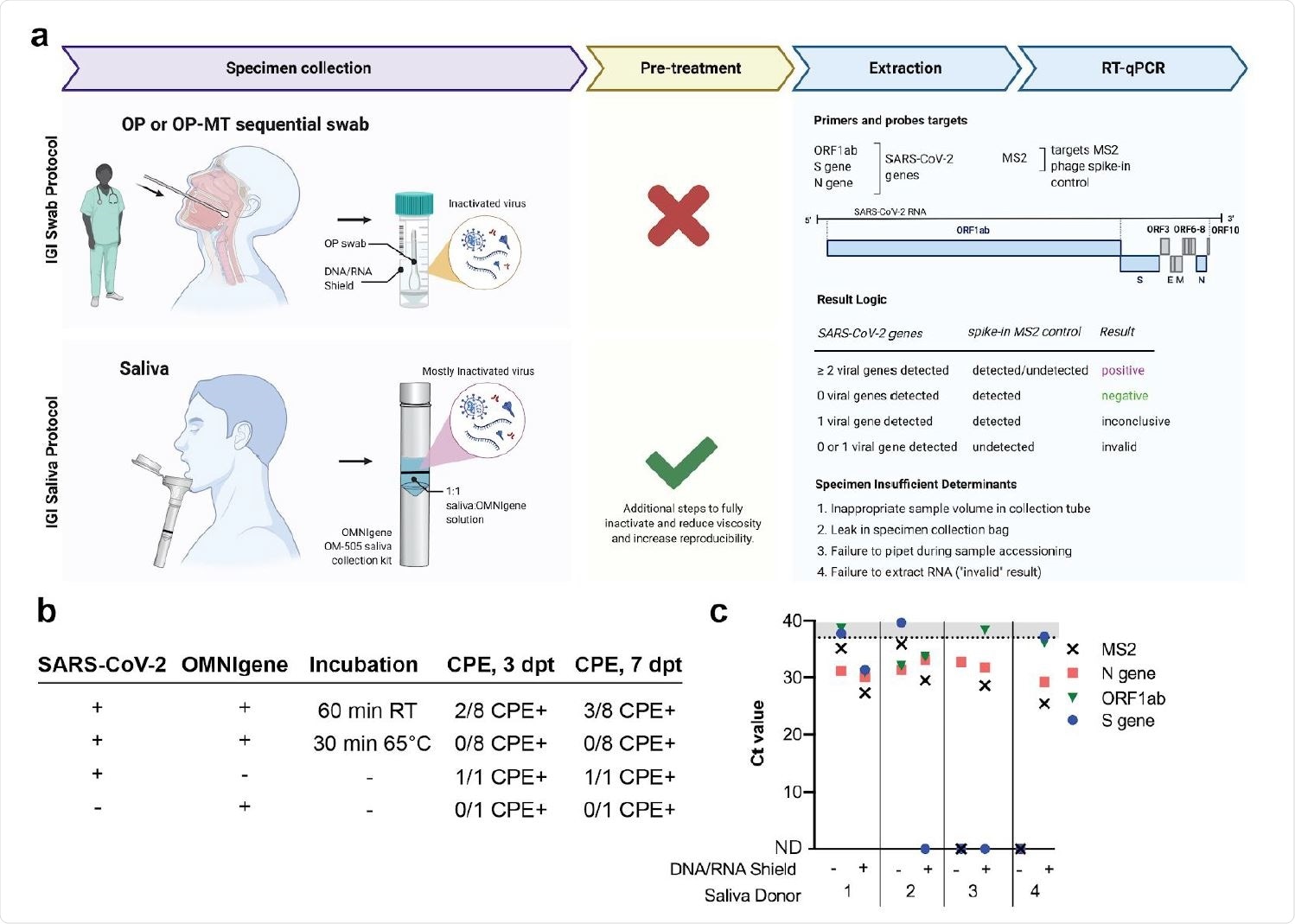 Overview of nucleic acid extraction from saliva specimens — a , Overview of Innovative Genomics Institute’s (IGI’s) specimen processing pipeline for both swab and saliva samples. OP = oropharyngeal. OP-MT = oropharyngeal-mid turbinate. b , Cultured SARS-CoV-2 (1.58x10 6 TCID50/ml) was mixed 1:1 with OMNIgene solution present in OM-505 collection tubes to test incubation conditions that inactivate viral replication. Samples were either held at room temperature (RT) or incubated at 65°C for the indicated length of time before being applied to Vero-E6 cells. Cytopathic effect (CPE) was quantified at 3 and 7 days post treatment (dpt). c , 3:2 dilution of saliva samples with DNA/RNA Shield improves detection of spiked-in SARS-CoV-2 RNA or MS2 in four saliva donors.