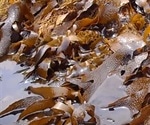 Research suggests seaweed used in traditional Chinese medicine could protect against COVID-19