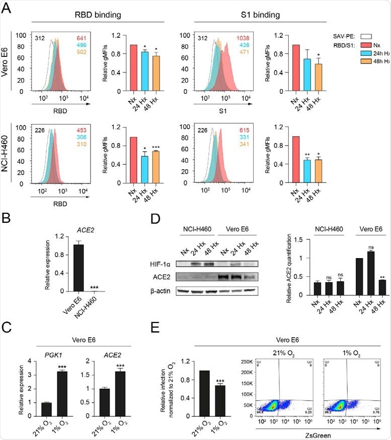 Hypoxia reduces the binding of RBD and S1 to epithelial cells and decreases ACE2 protein levels. (A) Binding of the receptor binding domain (RBD) (left) or S1 subunit (S1) (right) to Vero E6 (top,